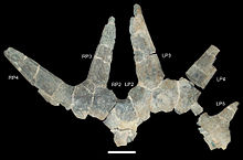 Holotype frill of S. ovatus, which was previously in the genus Rubeosaurus Rubeosaurus ovatus.jpg