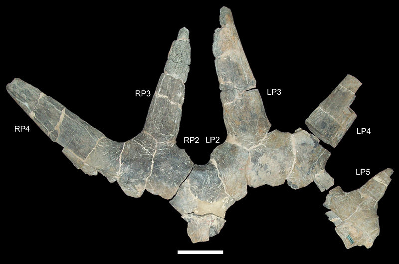 File:Rubeosaurus ovatus.jpg