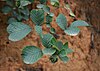 Rubus ellipticus obcordatus 2.jpg