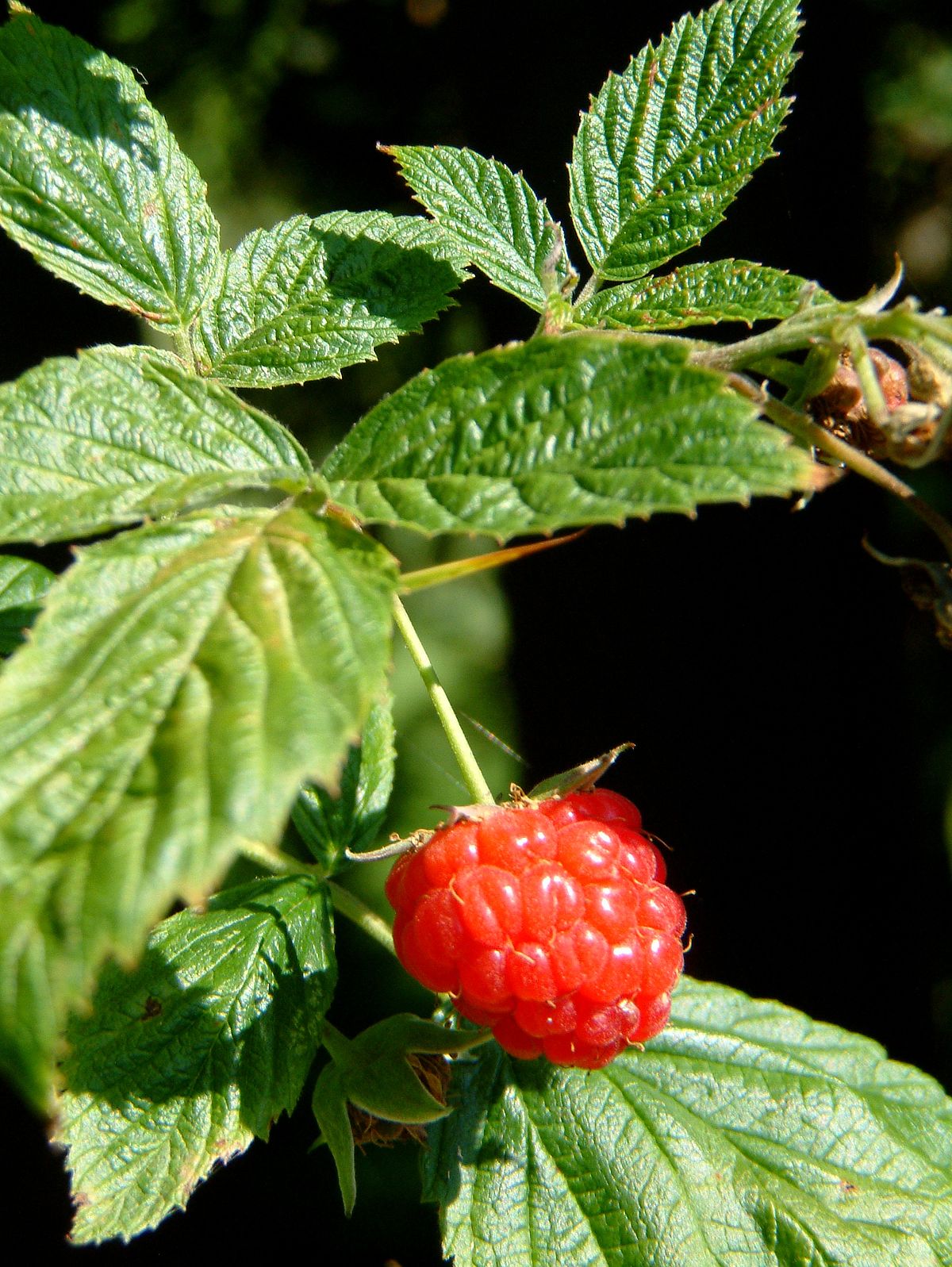 Raspberry - Wikipedia