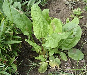 Rumex acetosa cultivar 01.jpg