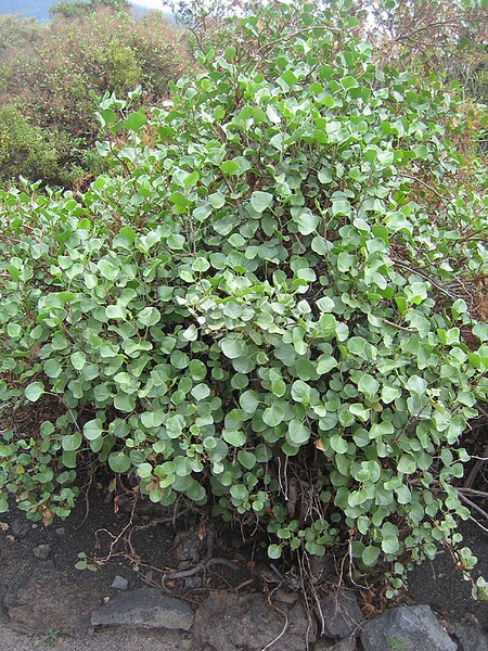 File:Rumex lunaria.jpg