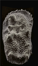 From this pair of SEM images, the third dimension has been reconstructed by photogrammetry (using MountainsSEM software, see next image) ; then a series of 3D representations with different angles have been made and assembled into a GIF file to produce this animation.