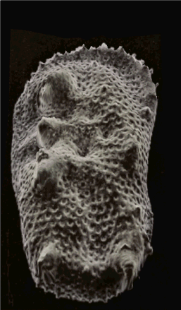 From this pair of SEM images, the third dimension has been reconstructed by photogrammetry (using MountainsSEM software, see next image); then a series of 3D representations with different angles have been made and assembled into a GIF file to produce this animation.