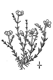 <i>Sagina nodosa</i>