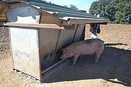 Porc Du Ventoux