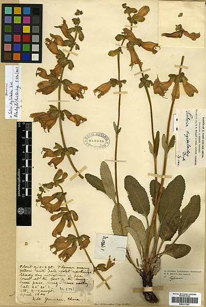 File:Salvia digitaloides.jpg