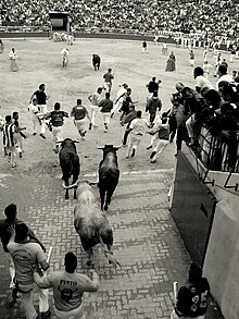 Pamplona, 2007. Bulls following some runners enter the bull ring from the callejon, where the event ends. The bulls can be seen in the foreground and background of the picture. Sanfermines Vaquillas Pamplona 03.jpg