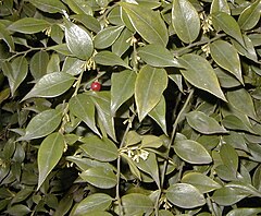 Sarcococca ruscifolia.jpg