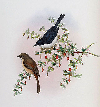 <span class="mw-page-title-main">Jerdon's bush chat</span> Species of bird