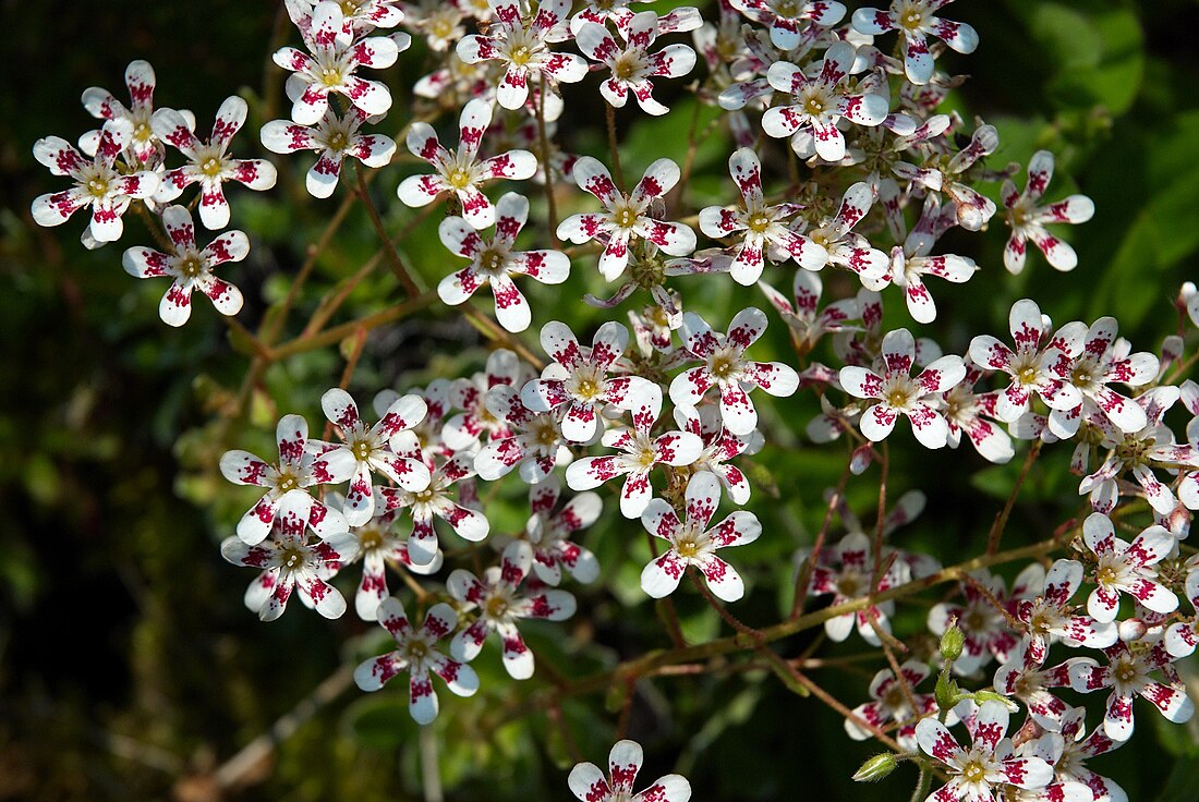 Norges flora