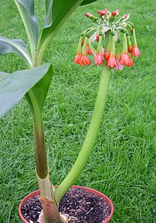 Scadoxus cyrtanthiflorus B.jpg