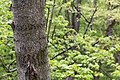 * Nomination View from the Baumkronenpfad in the Hainich National Park near Schönstedt, Thuringia, Germany --XRay 02:20, 20 May 2017 (UTC) * Promotion  Support Good quality. -- Johann Jaritz 06:40, 20 May 2017 (UTC)