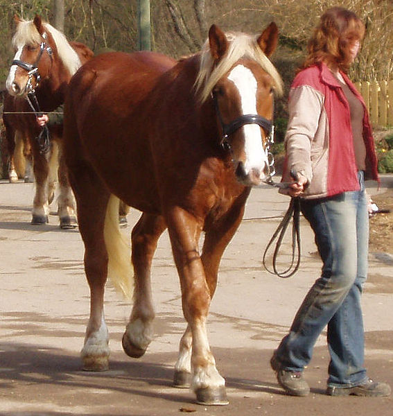 File:Schwarzwälder5.jpg