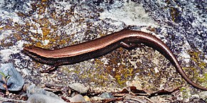 Opis zdjęcia Scincella caudaequinae, skink naziemny Horsetail Falls, Tamaulipas.jpg.