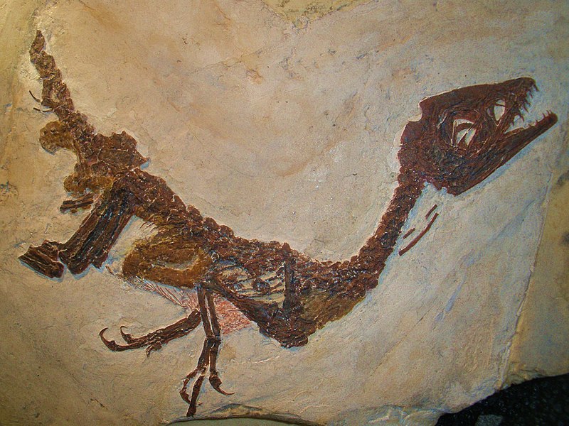 File:Scipionyx samniticus 232.jpg