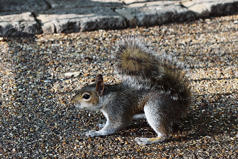 File:Sciurus carolinensis in St James's Park 06.jpg