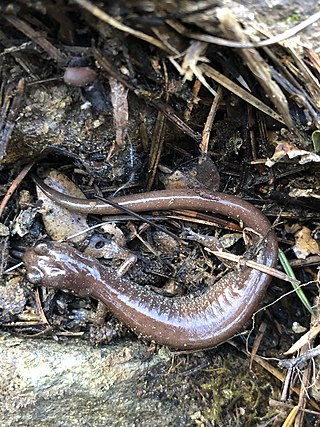 <span class="mw-page-title-main">Scott Bar salamander</span> Species of amphibian