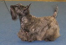 brindle scottie dog