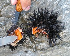 Sea urchin eggs