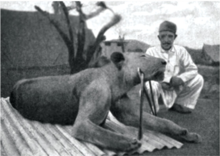 The first lion killed by Patterson, now known as FMNH 23970