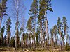 Seedtrees forest.JPG