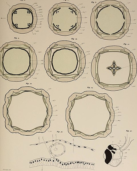 File:Selected morphological monographs (1900) (14760849991).jpg