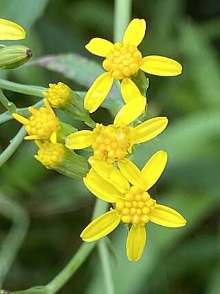 <i>Senecio linearifolius</i> Species of flowering plant