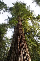 Sequoia sempervirens Big Basin Redwoods State Park 7.jpg