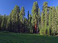 Sequoias meadows trees green sunrise.jpg