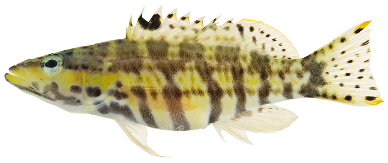 File:Serranus tigrinus - pone.0010676.g062.png