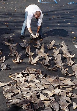 Confiscated shark fins Shark fins.jpg
