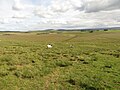 Миниатюра для Файл:Sheep grazing on Burn Divot - geograph.org.uk - 5606553.jpg