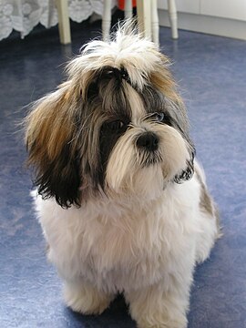 Shih Tzu Wikiwand