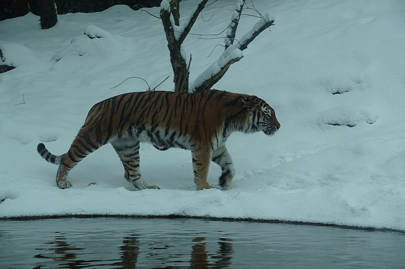 File:Siberian Tiger enjoying snow 77.jpg