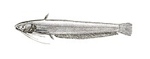 Silurus cochinsinensis Mintern 113.jpg