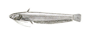 <i>Pterocryptis cochinchinensis</i> Species of catfish