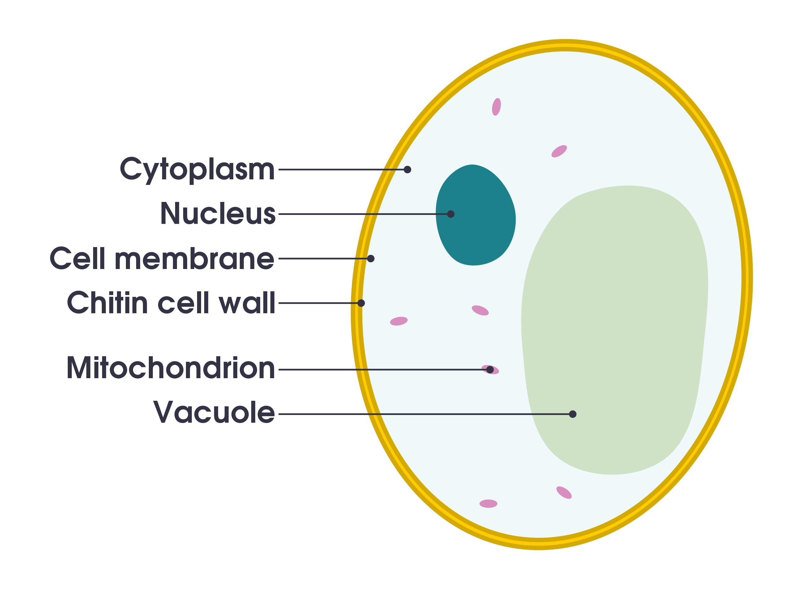 File Simple Diagram Of Yeast Cell En Svg Wikimedia Commons