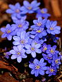 Harilik sinilill (Hepatica nobilis)