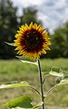 * Nomination Helianthus annuus -- Sixflashphoto 02:03, 11 September 2018 (UTC) * Promotion Beautiful motive. Good quality. -- Johann Jaritz 02:06, 11 September 2018 (UTC)