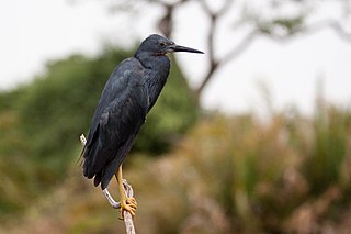 <span class="mw-page-title-main">Slaty egret</span> Species of bird