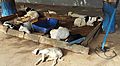 Sleeping Goats Dakar.jpg