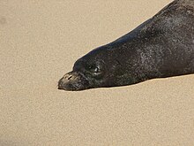 A Hawaiian monk seal observed in Kauai.