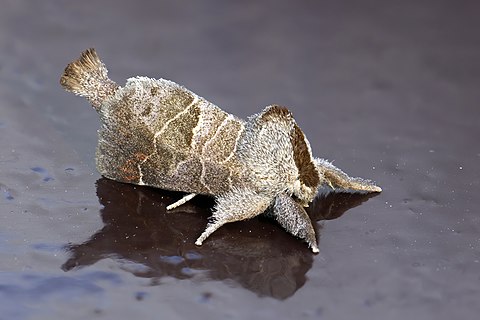 Small chocolate-tip moth (Clostera pigra), male, Danube delta
