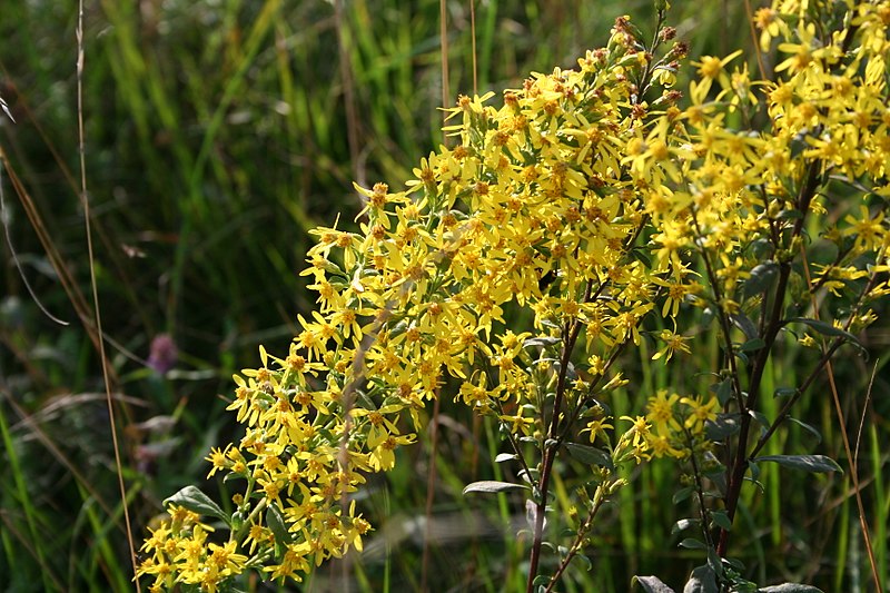 File:Solidago virgaurea ENBLA01.jpg