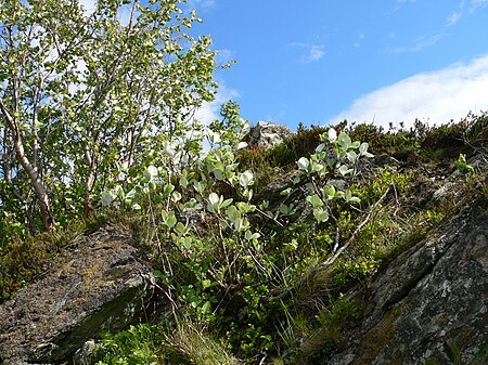 Sorbus rupicola.JPG