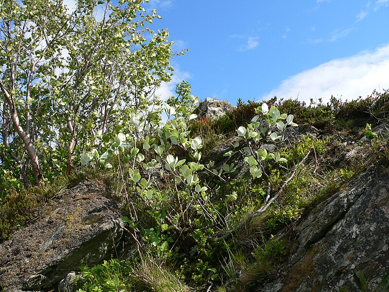 File:Sorbus rupicola.JPG