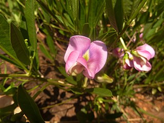 <i>Sphenostylis</i> Genus of legumes