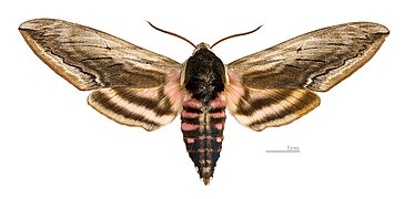 ♂Dorsal side