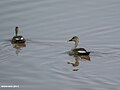Spot-billed Duck (Anas poecilorhyncha) (32629624026).jpg